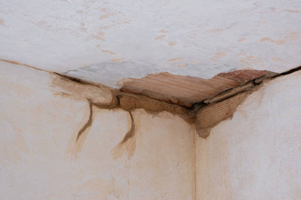 Best Mold removal after water damage  in Edgewater, MD