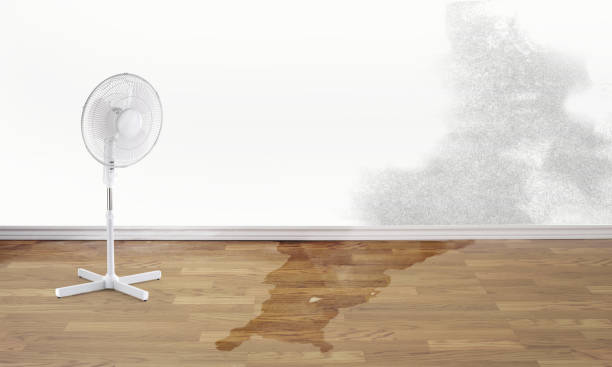 Best Water damage restoration specialists  in Edgewater, MD