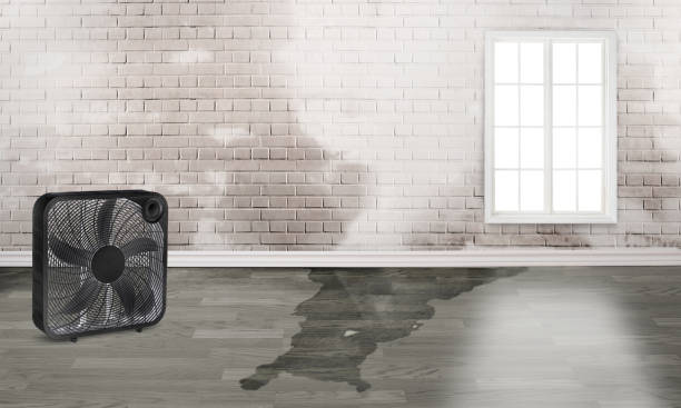 Best Flood damage cleanup  in Edgewater, MD