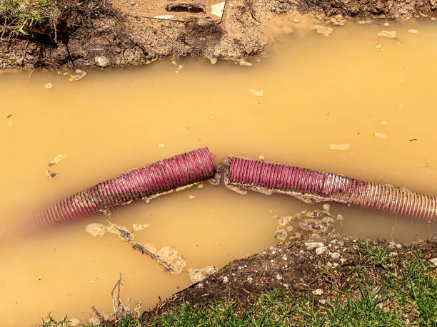 Best Carpet water damage restoration  in Edgewater, MD